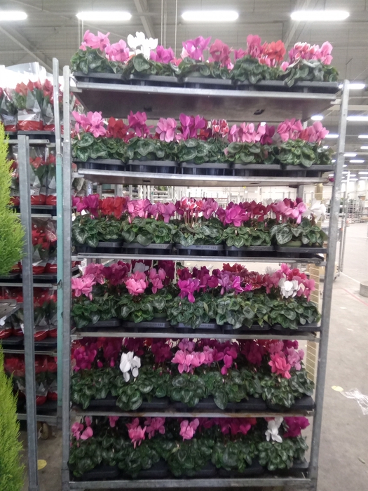 <h4>Cyclamen GR 'Mammoth'</h4>