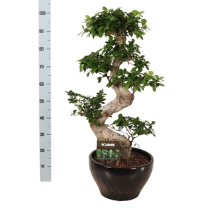 Ficus microcarpa 'Ginseng'