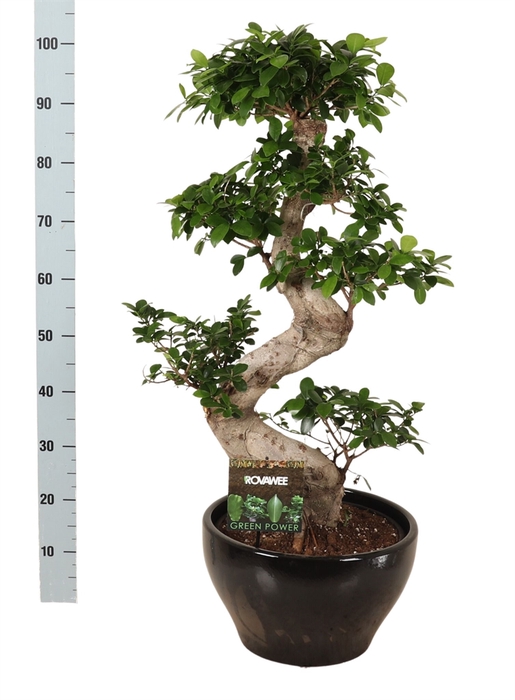 Ficus microcarpa 'Ginseng'