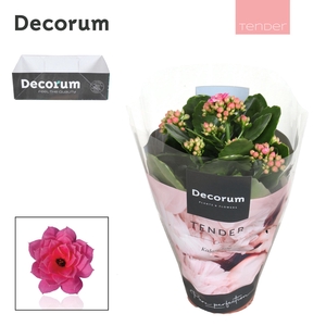 Kalanchoe Decorum TENDER- Serenity Pink