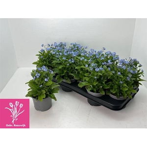 Myosothis Sylvat Mon Amie 10,5Ø 21cm