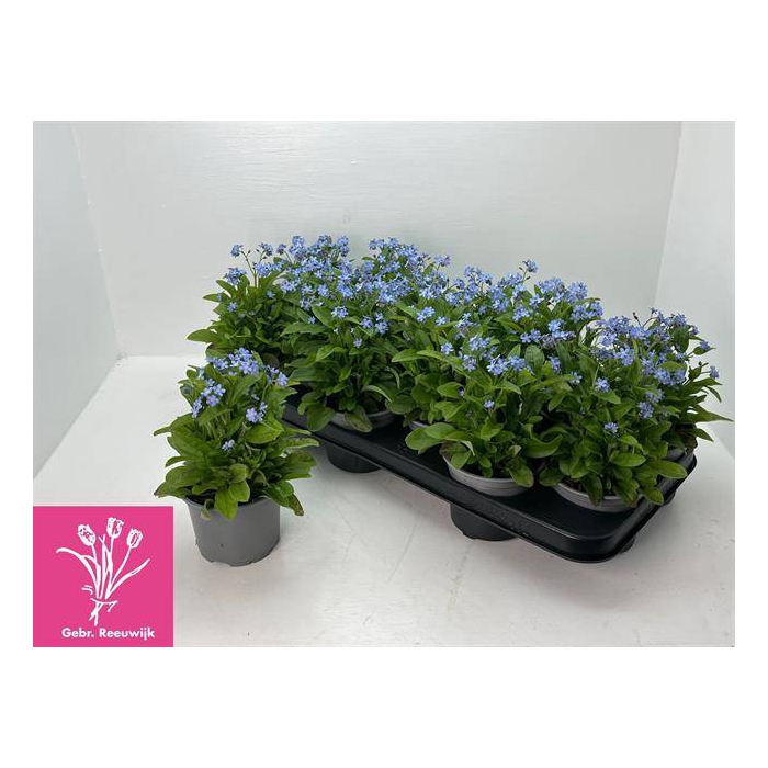 <h4>Myosothis Sylvat Mon Amie 10,5Ø21cm</h4>