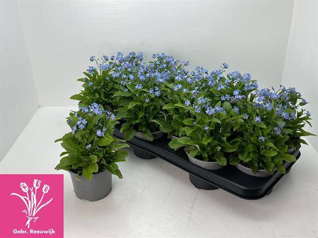 Myosothis Sylvat Mon Amie 10,5Ø 21cm