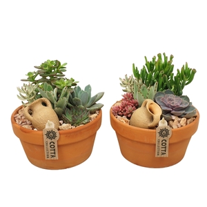 Succulent arrangement in 20 cm 'Terracotta Schaal'