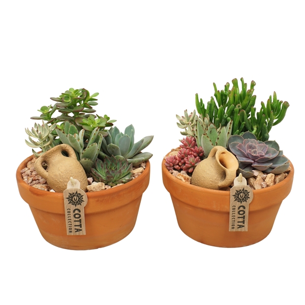 <h4>Succulent arrangement in 20 cm 'Terracotta Schaal'</h4>
