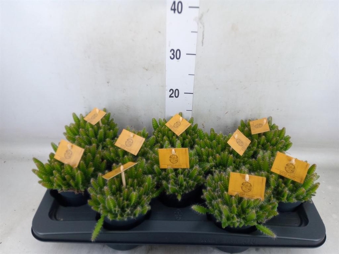 <h4>Hylocereus undatus</h4>