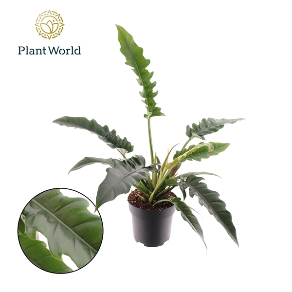 <h4>Philodendron Narrow Escape</h4>