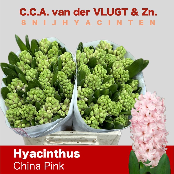 <h4>HYAC CHINA PINK</h4>