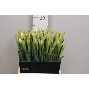 Narc G Johan Strauss