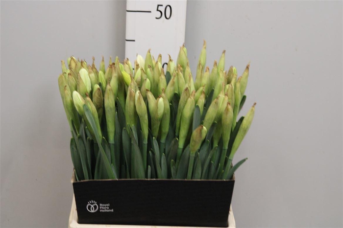 <h4>Narc G Johan Strauss</h4>