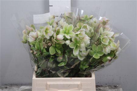 <h4>Hell Magnific Bells</h4>