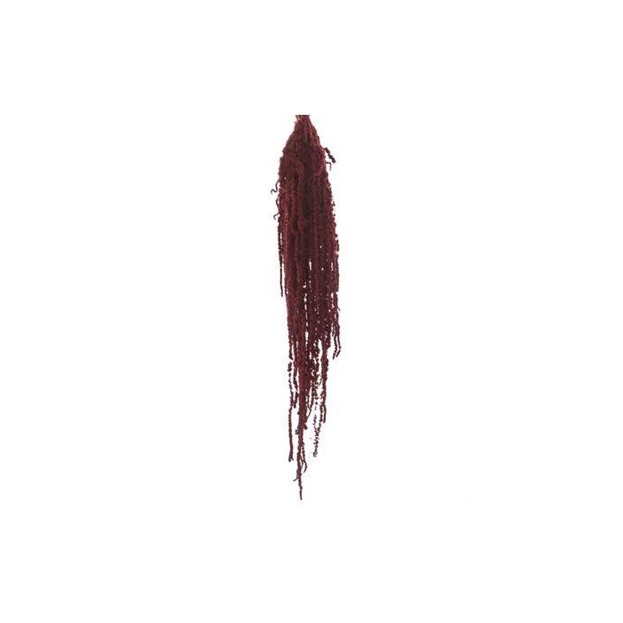 <h4>Amaranthus Burgundy</h4>