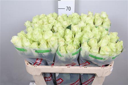 <h4>R Gr Athena</h4>