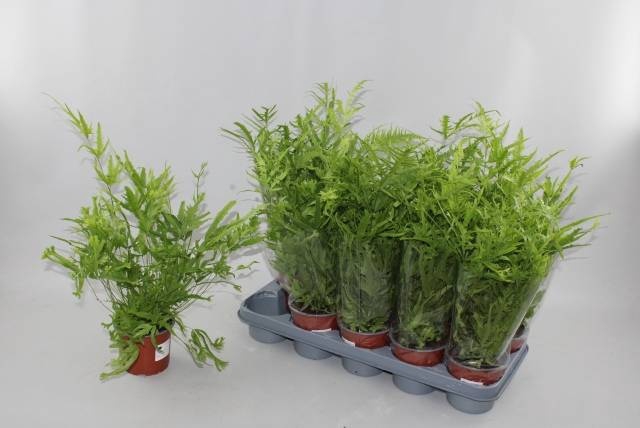 <h4>PTERIS WIMSETII</h4>