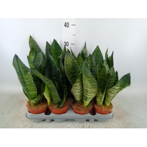 Sansevieria zeylanica