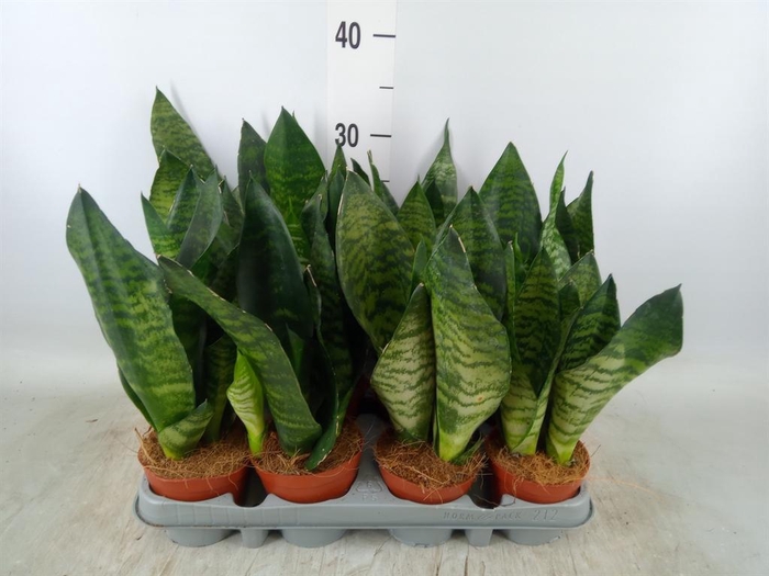 <h4>Sansevieria zeylanica</h4>