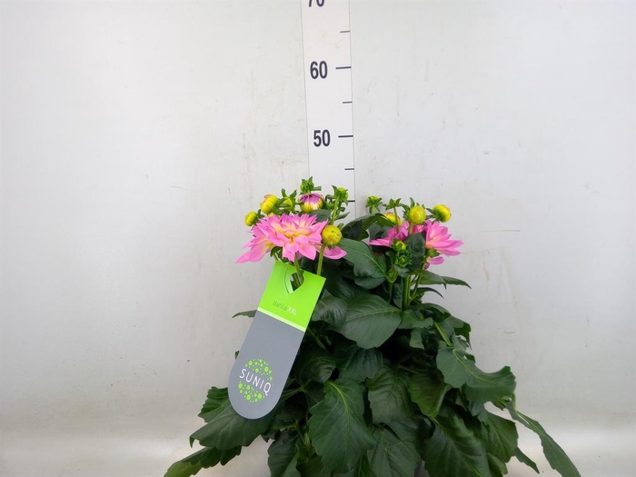 Dahlia DE 'XXL Aztec'   ...patio