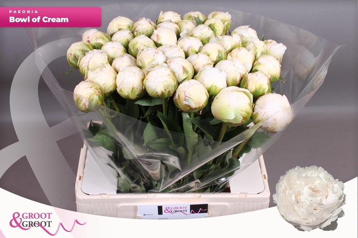 <h4>PAEO L BOWL OF CREAM</h4>