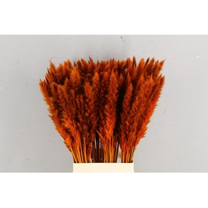 DF Pampas Silvy Orange