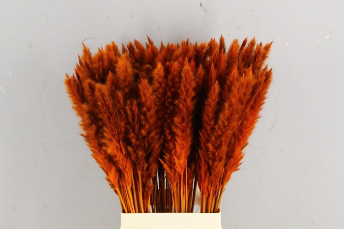 <h4>DF Pampas Silvy Orange</h4>