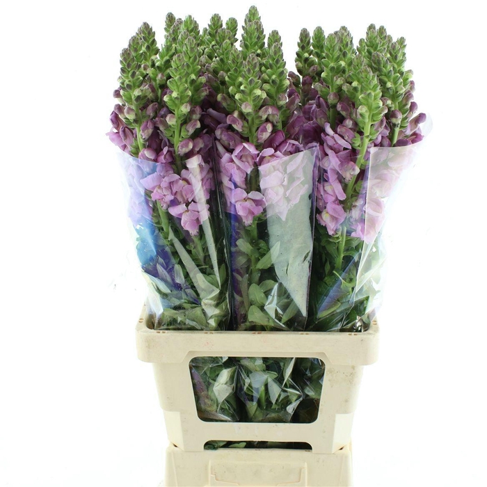 <h4>ANTIR OP LAVENDER</h4>