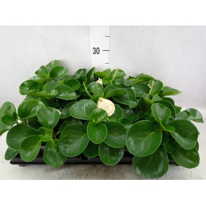 Peperomia