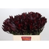 Leucadendron Saf Sunset Dark R.