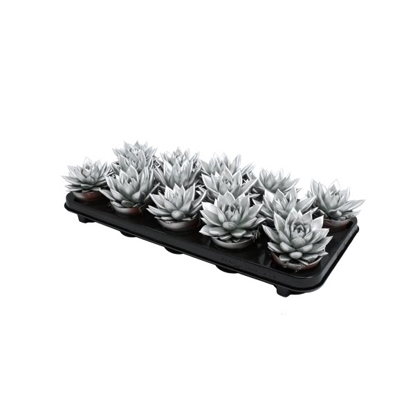 <h4>Echeveria coloured silver</h4>