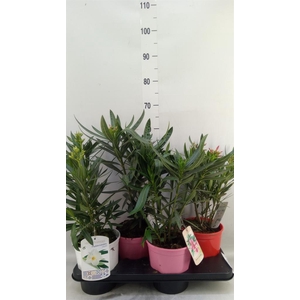 Nerium oleander   ...