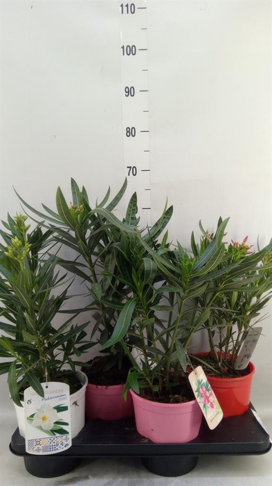 <h4>Nerium oleander   ...</h4>