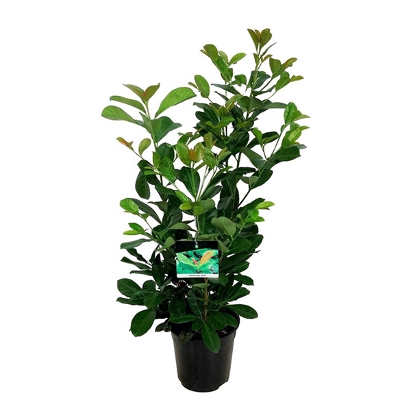 <h4>Prunus laur. 'Etna'</h4>