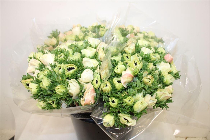 <h4>Anem Marianne Panda White</h4>