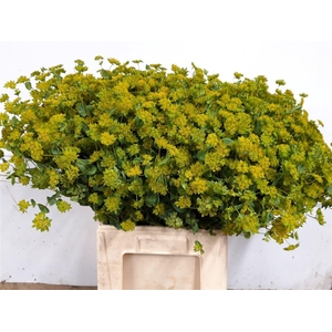 Bupleurum Rotundifolium Xl