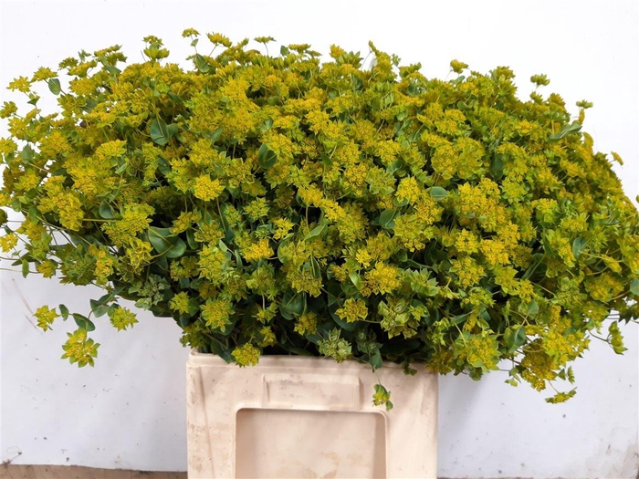 <h4>Bupleurum Rotundifolium Xl</h4>