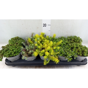Sedum   ...