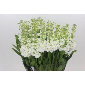 Matthiola Iron White