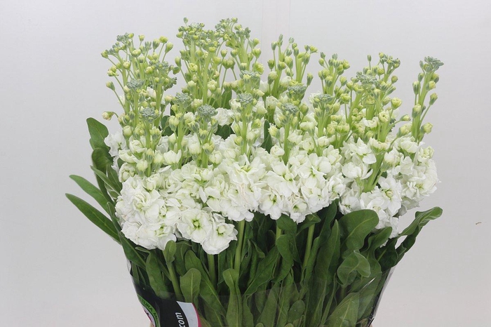 <h4>Matthiola Iron White</h4>