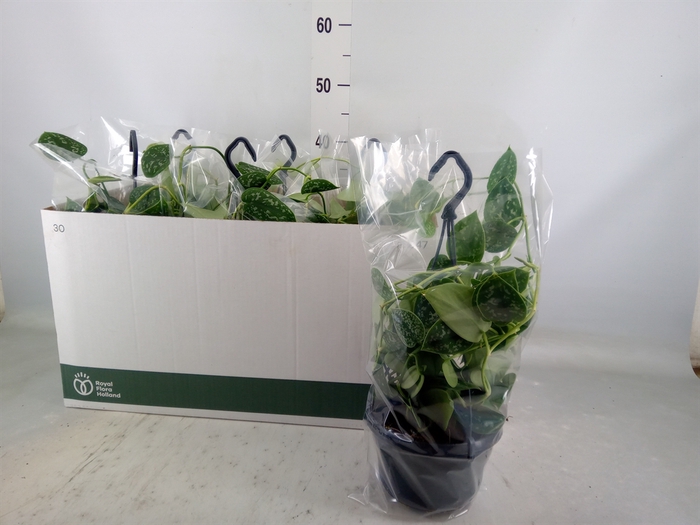 <h4>Scindapsus pictus 'Argyraeus'</h4>