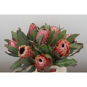 Protea Barbigera Air