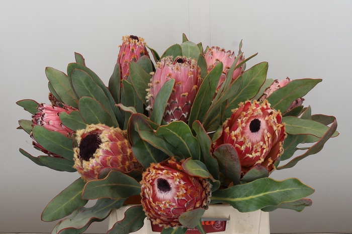 <h4>Protea Barbigera Air</h4>