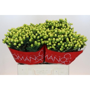 Hypericum Smiley Romance