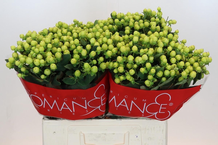 <h4>Hypericum Smiley Romance</h4>