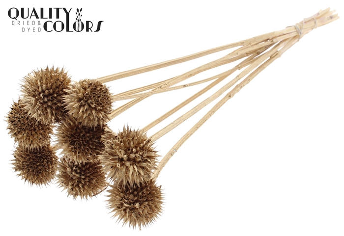 <h4>Droogbloemen   ...bewerkt H%</h4>