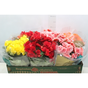 BEGONIA P15