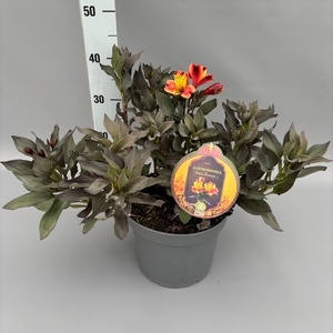 Alstroemeria 'Indian Summer' C5