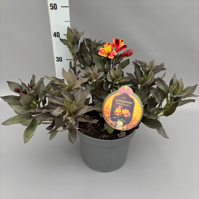 <h4>Alstroemeria 'Indian Summer' C5</h4>