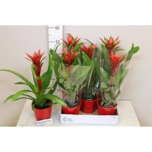 ARR BROMELIA