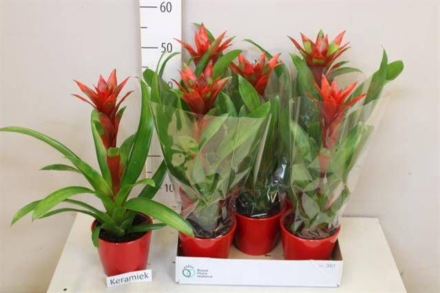 <h4>ARR BROMELIA</h4>