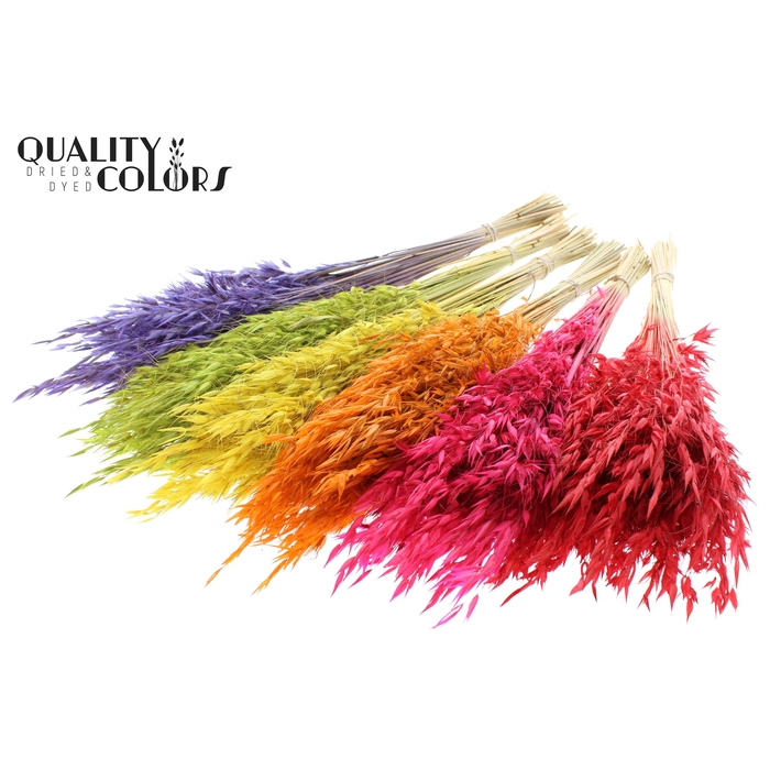 <h4>Avena Wild per bunch Mixed Colours</h4>