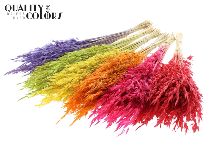 Avena Wild per bunch Mixed Colours